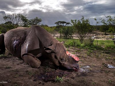 Memorial to a species, Brent Stirton, South Africa, Grand 
title winner 2017