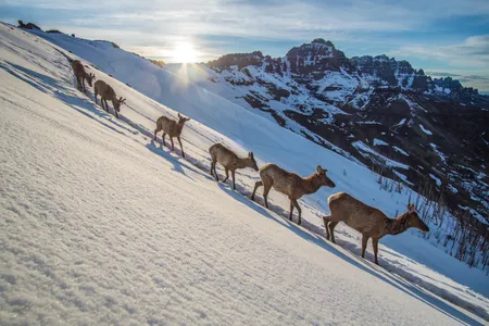 Of the roughly 900,000 Rocky Mountain elk in North America, some 20,000 migrate through the Greater Yellowstone Ecosystem.