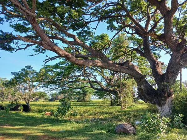 Tranquil nature thumbnail