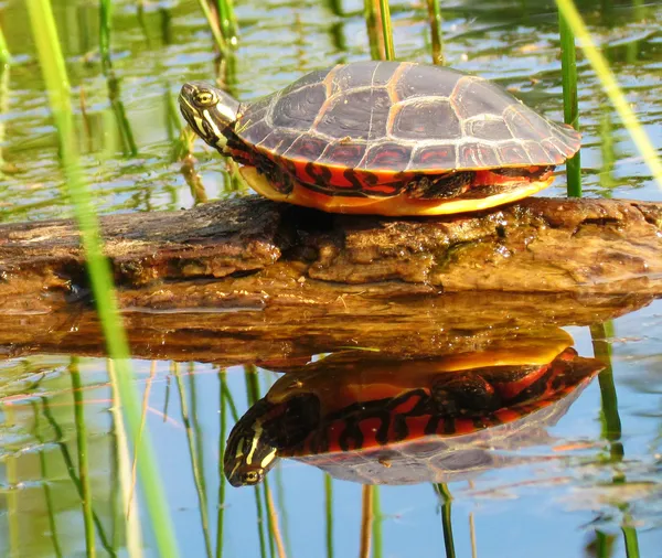 A Painted Turtle casting a reflection. thumbnail