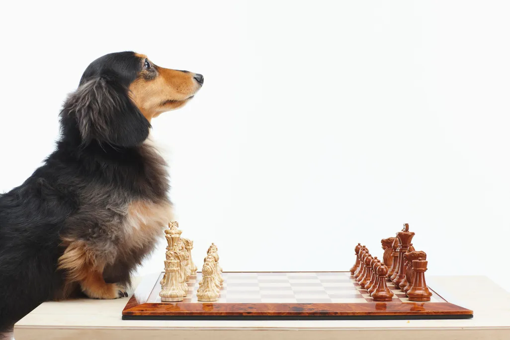 11_10_2014_chess2.jpg