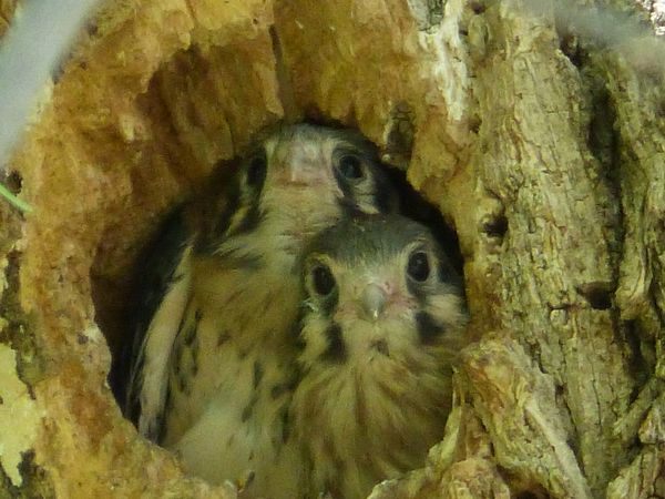 Baby kestrel hawks peering from nest hole. thumbnail