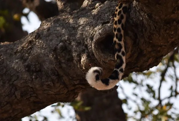 Leopard Tail thumbnail