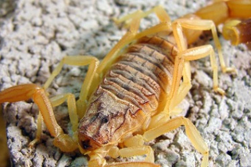 The deathstalker scorpion