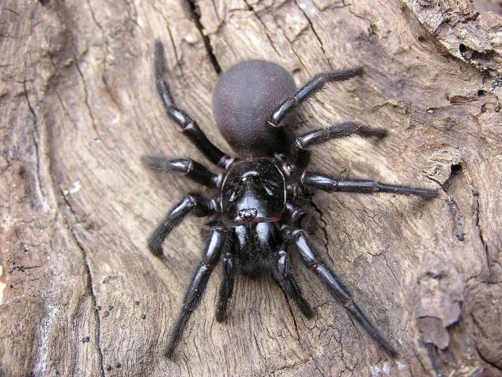 Sydney Funnel Web Spider