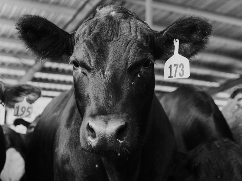 Black Angus 173 | Smithsonian Photo Contest | Smithsonian Magazine