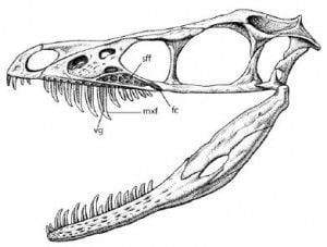 20110520083200sinornithosaurus-skull-300x227.jpg