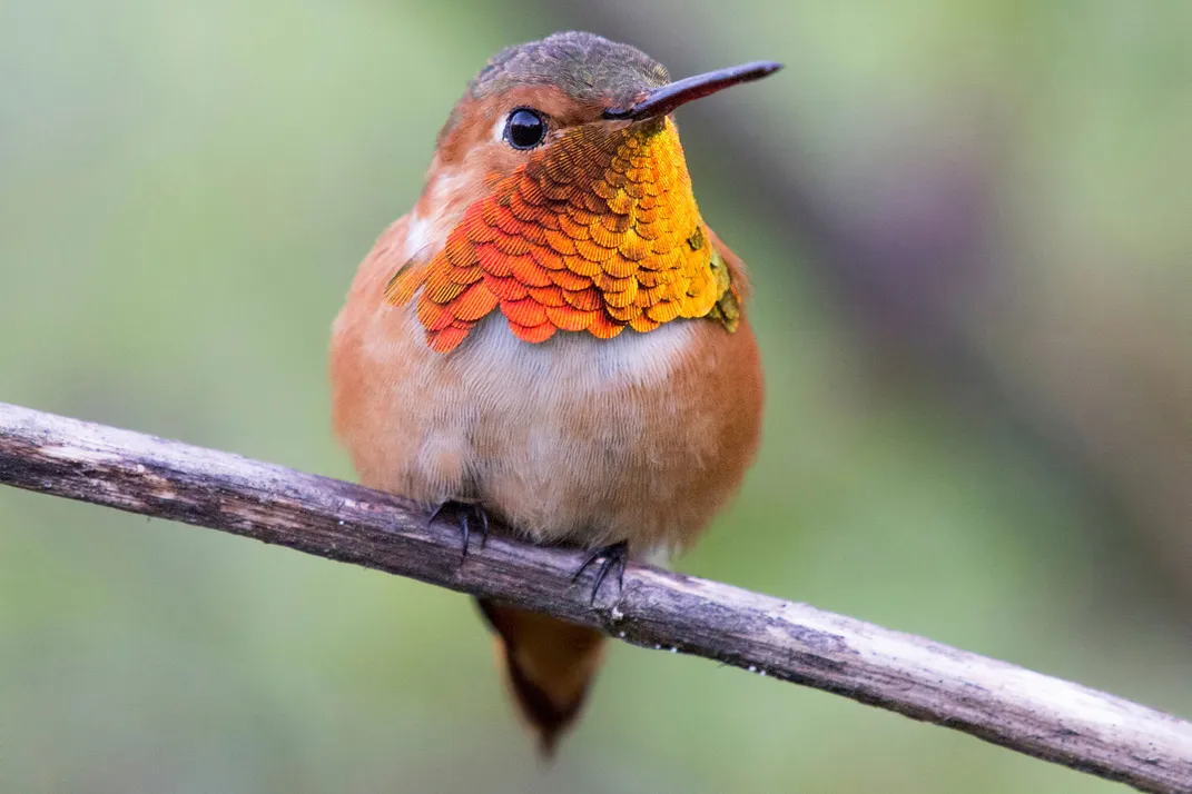 Allen's Hummingbird