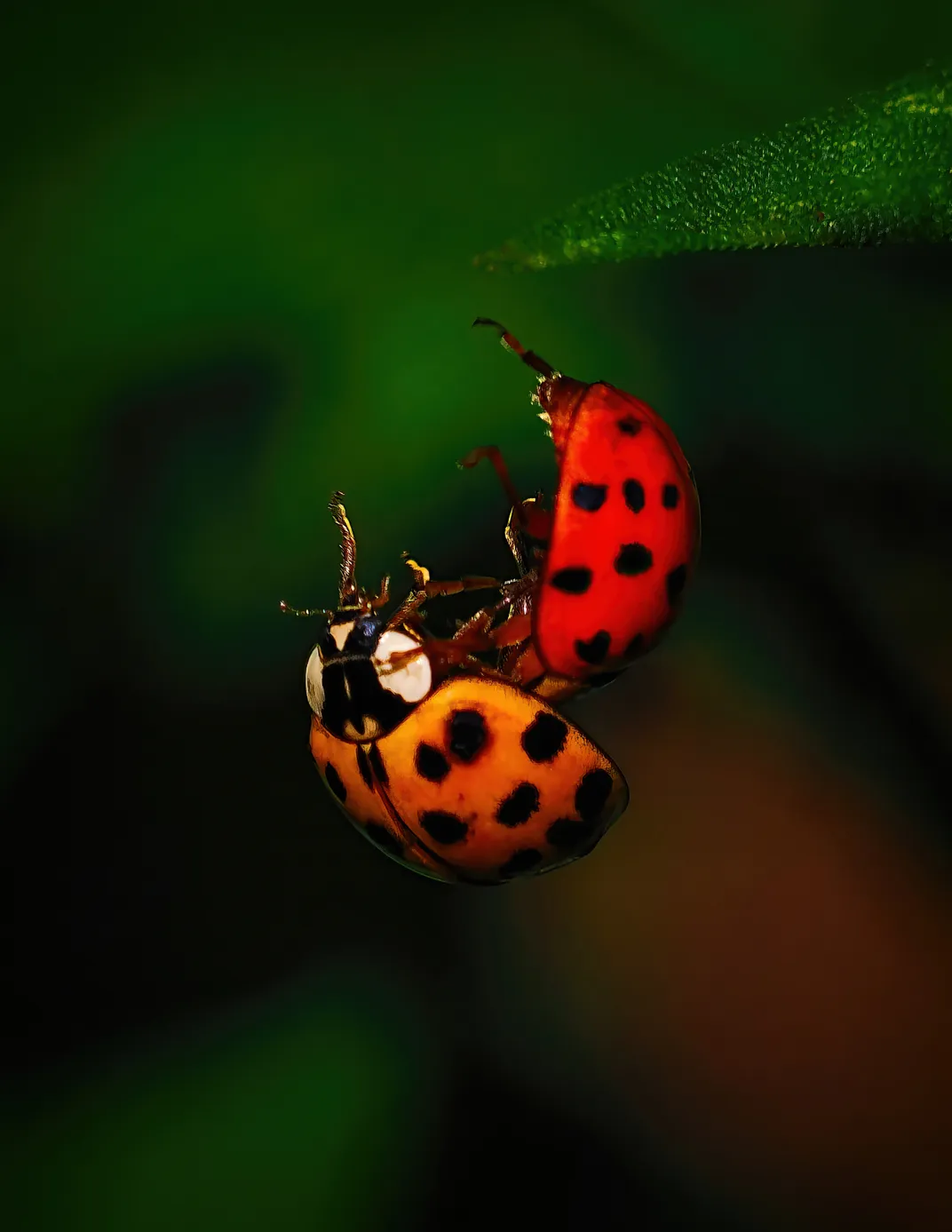 8 - Two ladybugs are captured midair as they tumble off of a leaf.