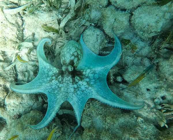 Octopus in Aruba thumbnail