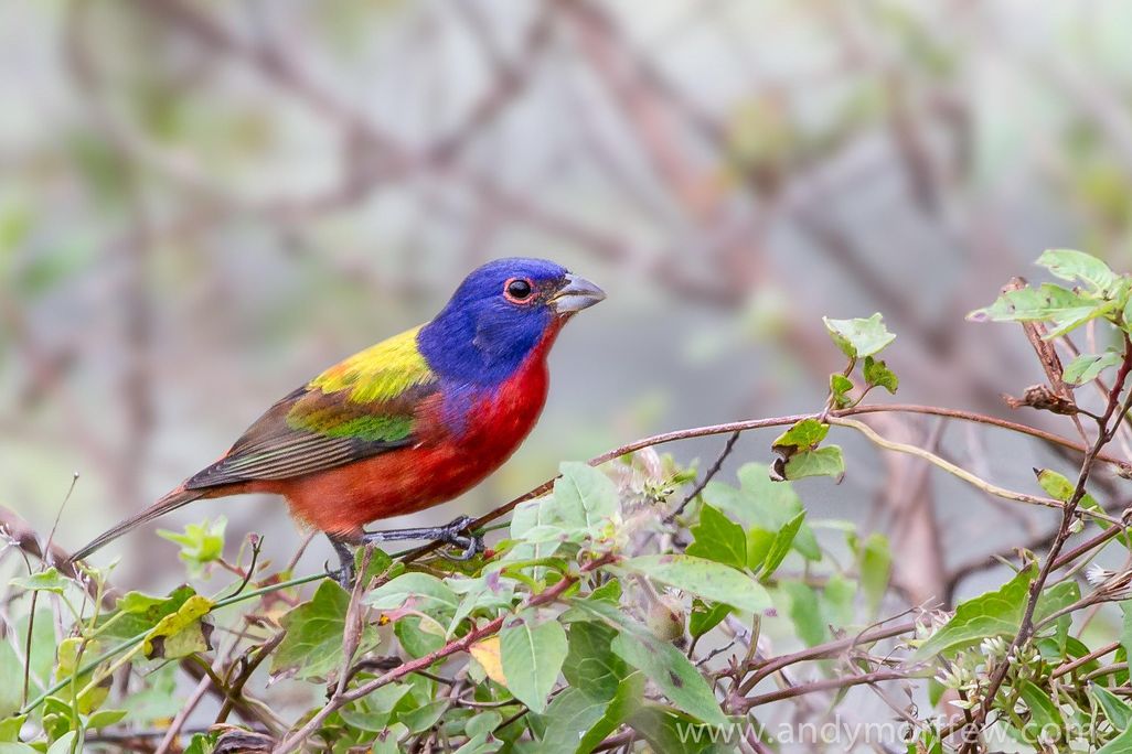 A painted bunting perched on a shrub. It has a red belly, bright blue head, yellow at the top of its back and green along its wings.