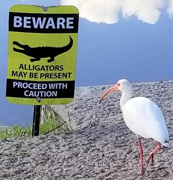 Ibis Uh-Oh: Bird Reads Alligator Warning Sign thumbnail