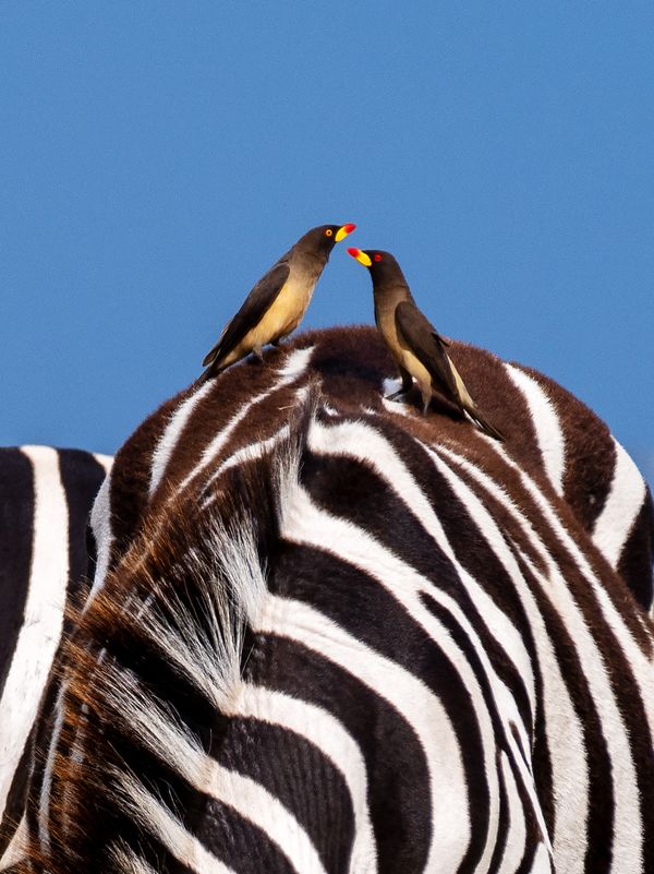 The Oxpecker thumbnail