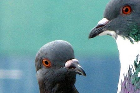 Who knows what secrets were passed between feathered operatives? 