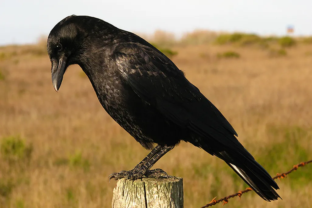 Crow in Field