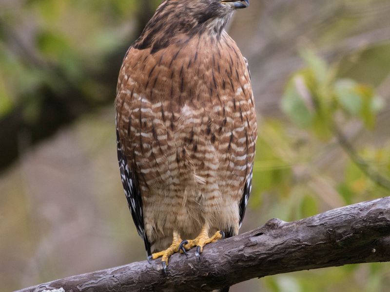 Searchful Hawk Eye | Smithsonian Photo Contest | Smithsonian Magazine