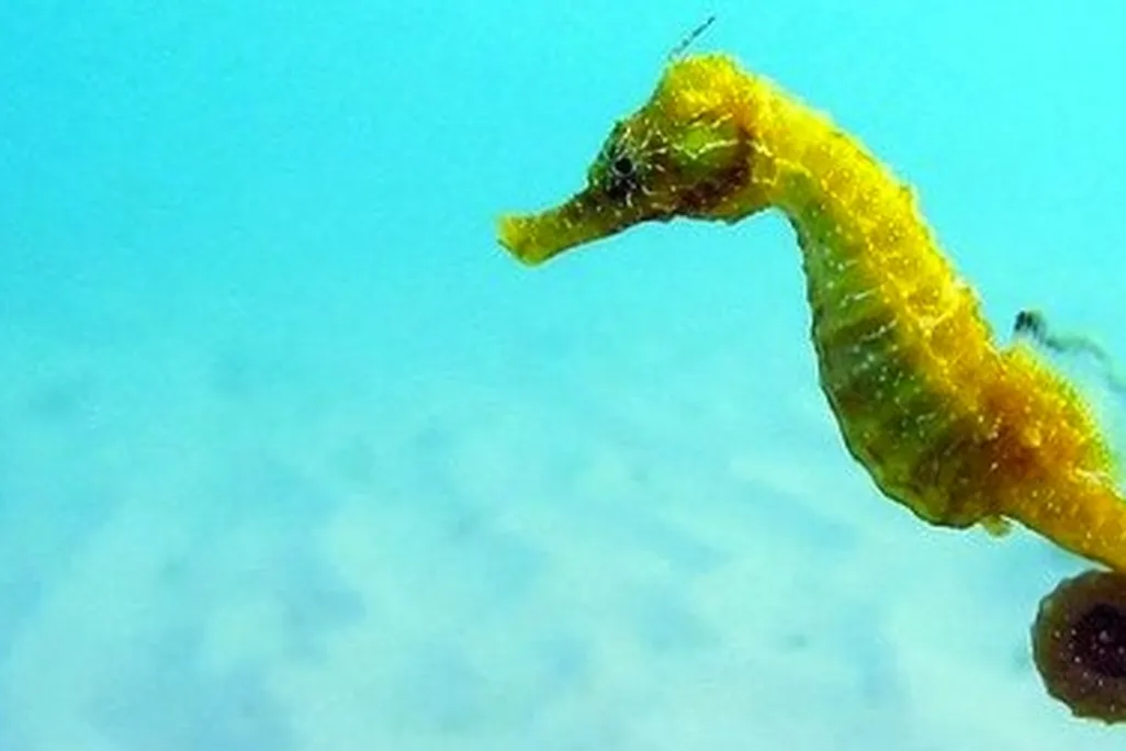 The seahorse may appear ungainly, but it’s actually a sophisticatedly engineered copepod-killing machine.