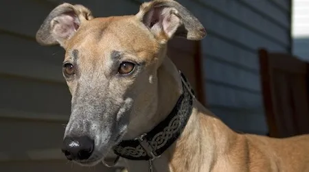 Although their perception of color is limited, new research suggests that dogs routinely discriminate between objects based on their hue.