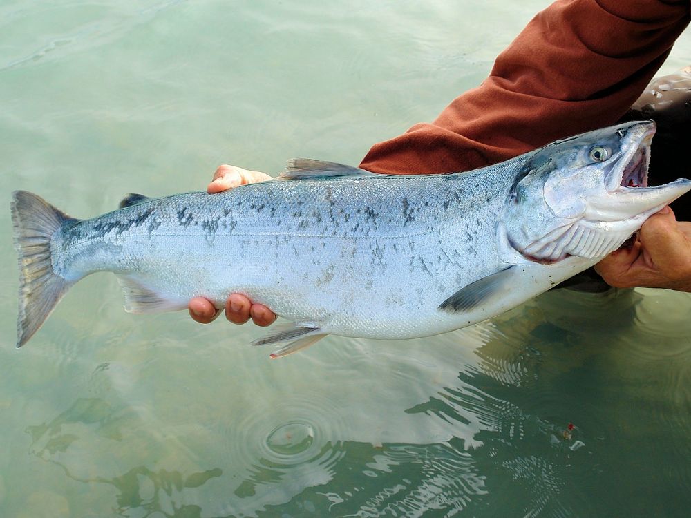 An image of a large salmon being held over a body of water. The salmon is silver in color.