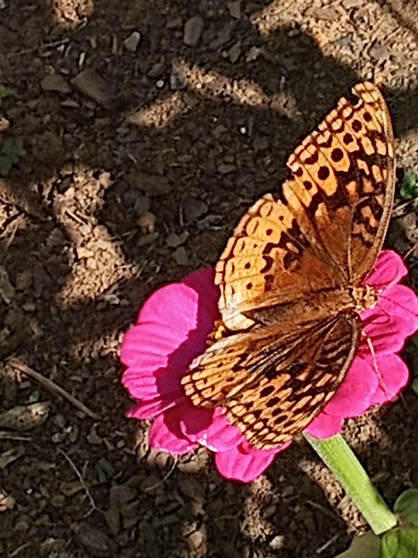 Moth on Pink Zinnia thumbnail