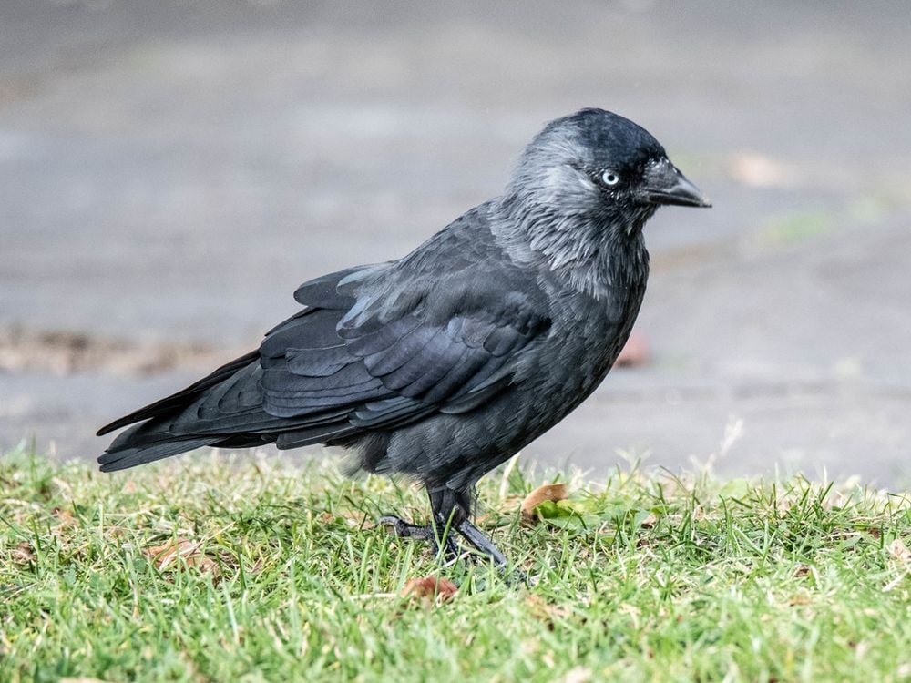 An image of a black jackdaw