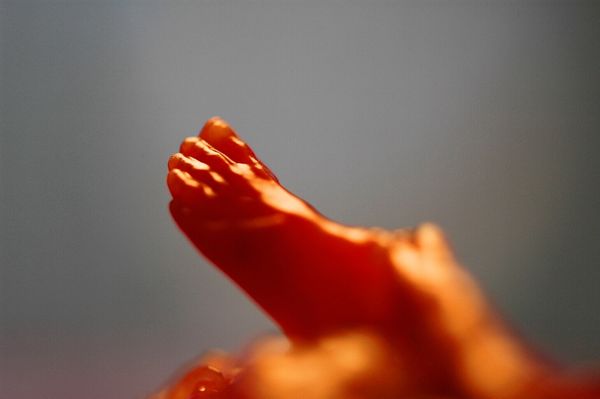 Recognize Me
Foot of unborn child, aborted.
Photo is controversialplease judge on its merits. thumbnail