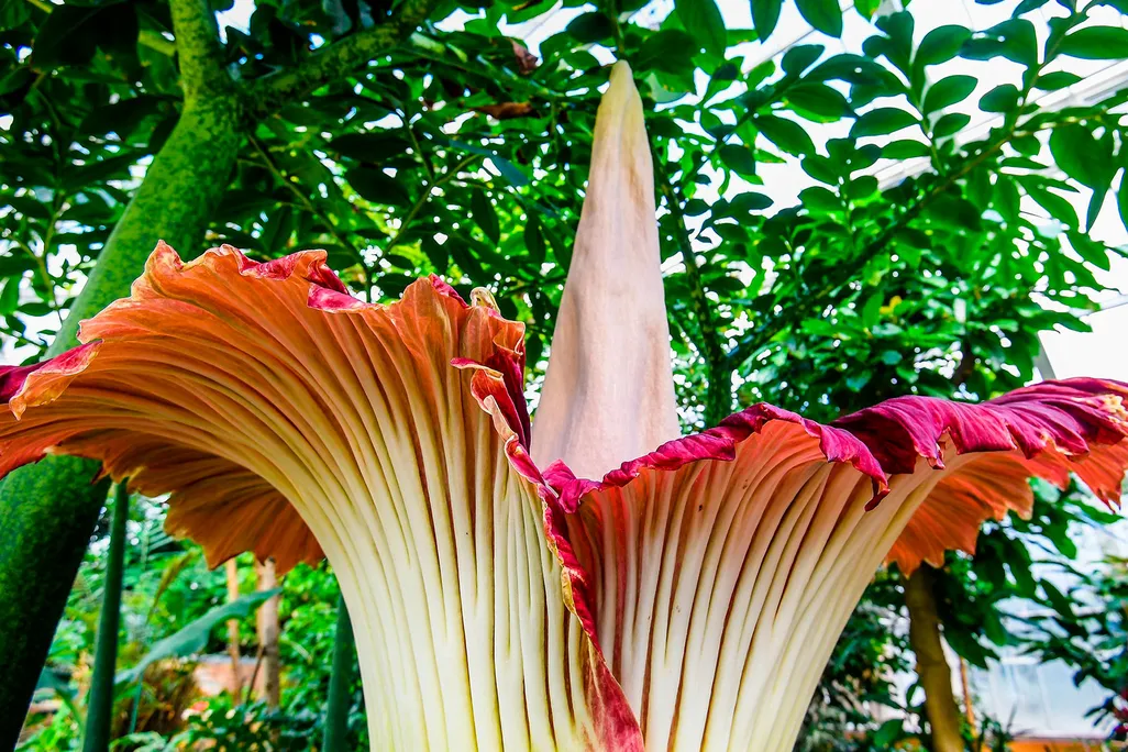 tall wrinkled flower with a tall spine in the middle of a ring of petals blooming in a greenhouse