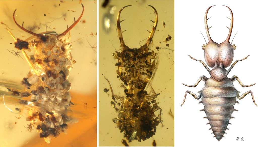 Some Ancient Insects Wore the Exoskeletons of Other Bugs to Disguise Themselves