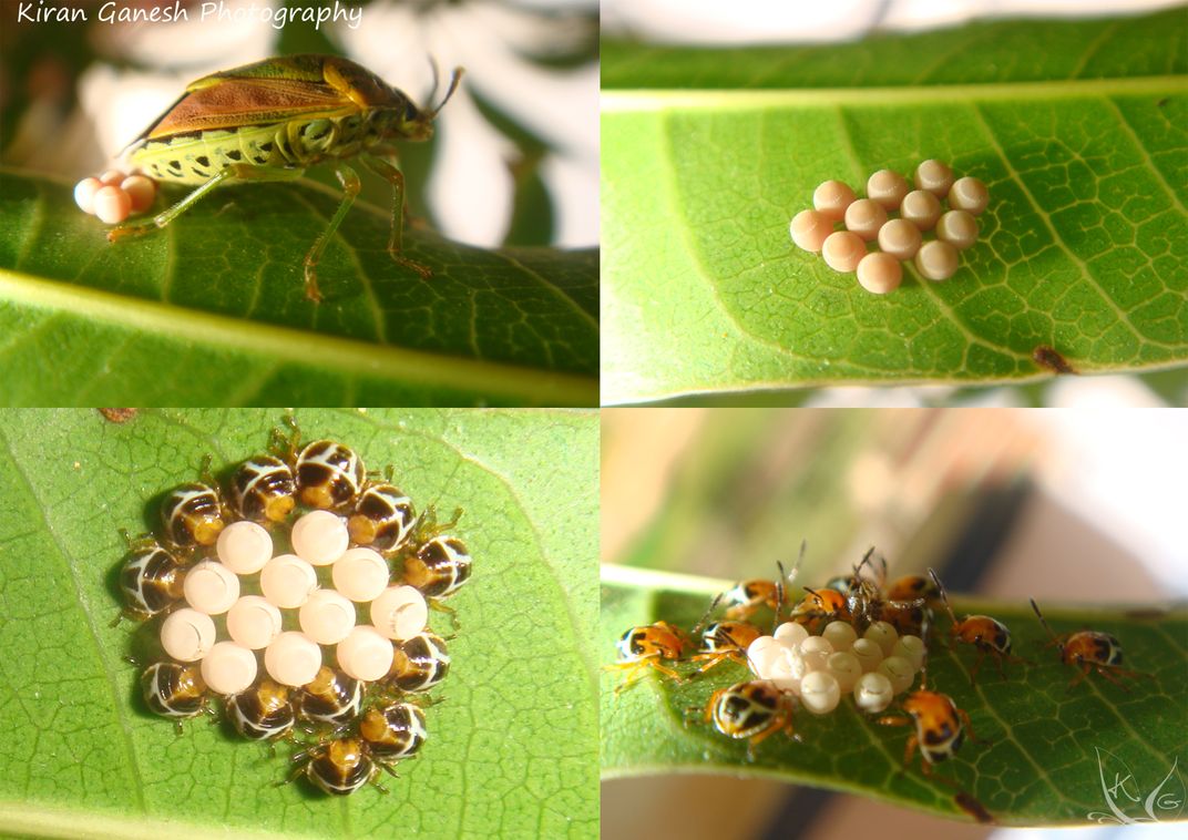 Beginning of a bug's life cycle | Smithsonian Photo Contest ...