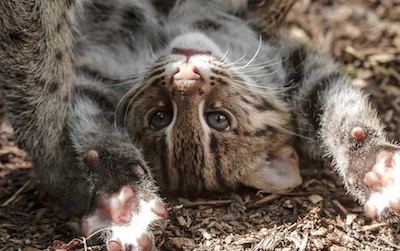 Visitors can now enjoy the antics of the Zoo’s three-month old fishing cat kittens.