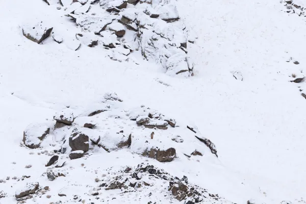 Movement on the Snow Line thumbnail