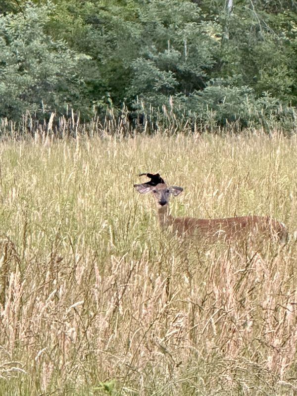 Fascinator: The Style of Trust, Tolerance, and Co-existence thumbnail