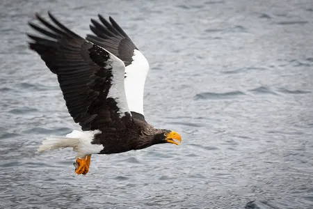 Steller&#39;s sea eagles are massive birds of prey typically found along the coasts of northeastern Asia. The one pictured above is not the bird spotted in Canada.