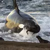 Single Orca Spotted Killing a Great White Shark for the First Time Ever icon