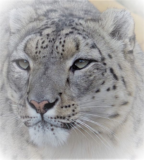 "Cool Cat" from the Big Cat Sanctuary thumbnail