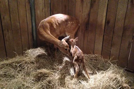 A rare Eld's deer fawn was born at the National Zoo last fall.