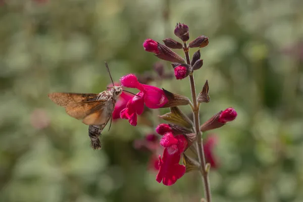 Hummingbird hawk-moth sipping nectar thumbnail