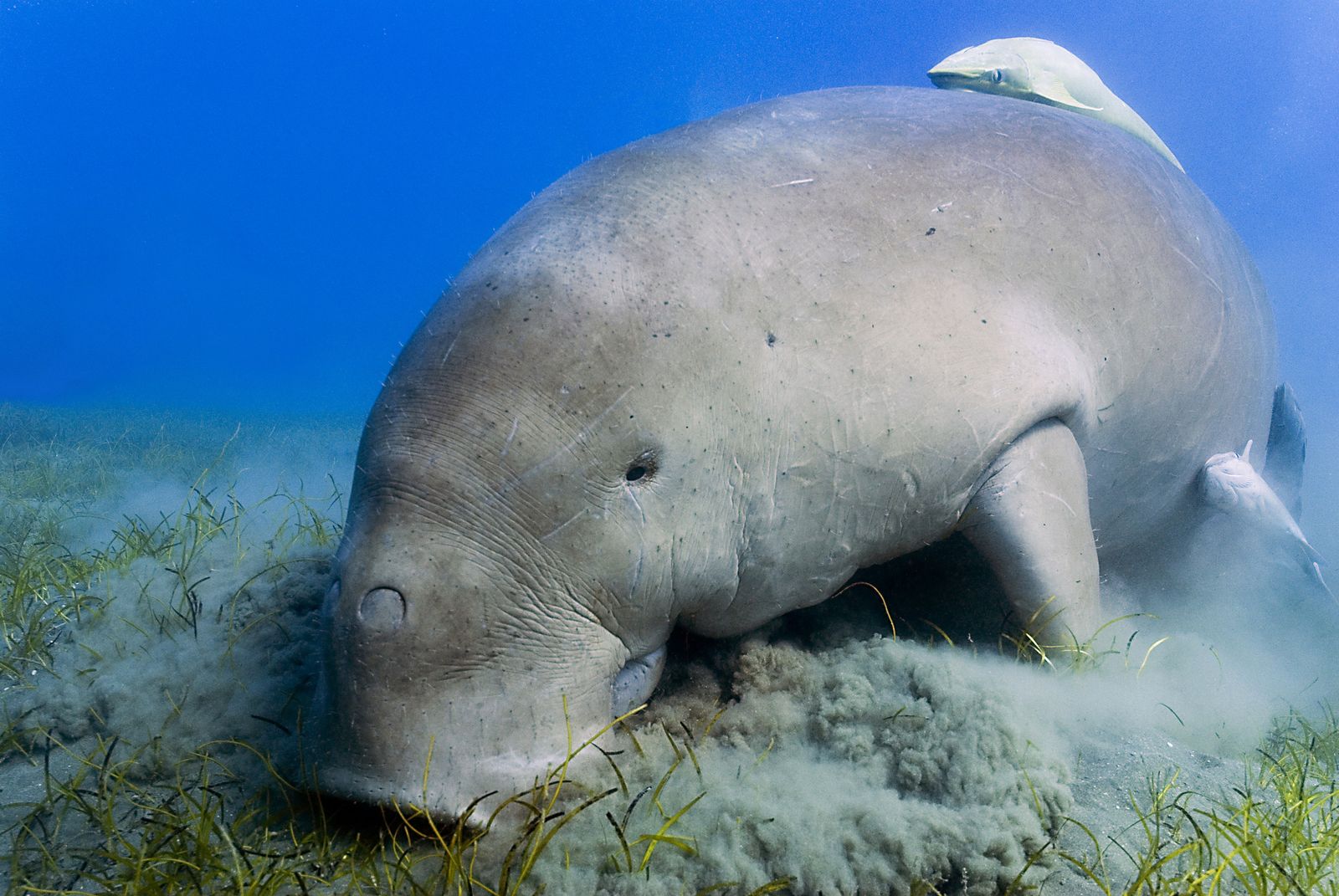 Dugong Populations Are Declining in the Great Barrier Reef, Study Finds