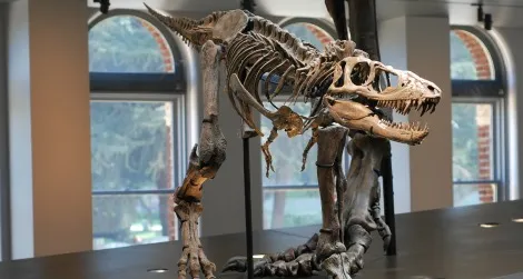 The reconstructed cast of a juvenile Tyrannosaurus in the NHMLA’s centerpiece Dinosaur Hall display.