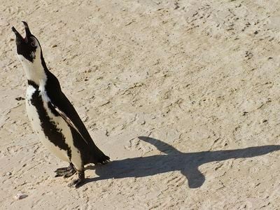 An African penguin (Spheniscus demersus) calls out near Table Mountain National Park, Cape Town, South Africa. 