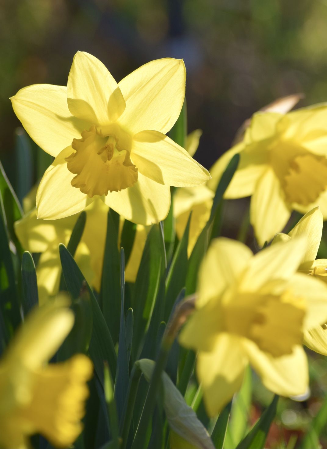 Glowing Daffodils | Smithsonian Photo Contest | Smithsonian Magazine