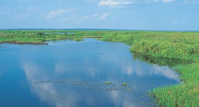 Alachua Sink in Paynes Prairie State Preserve