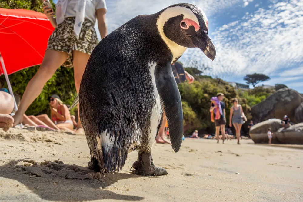 African penguin on beach