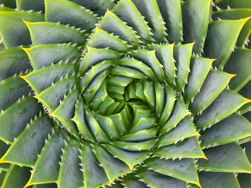 Fractal cactus | Smithsonian Photo Contest | Smithsonian Magazine