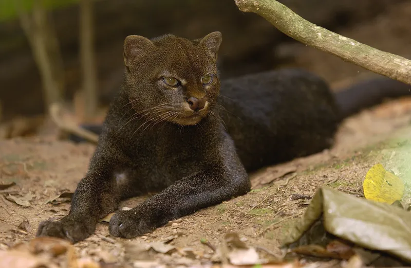 Ten Amazing Small Wild Cats, Science