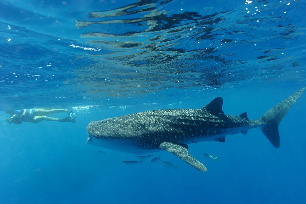 Whale shark with a tourist, Australia, 2012