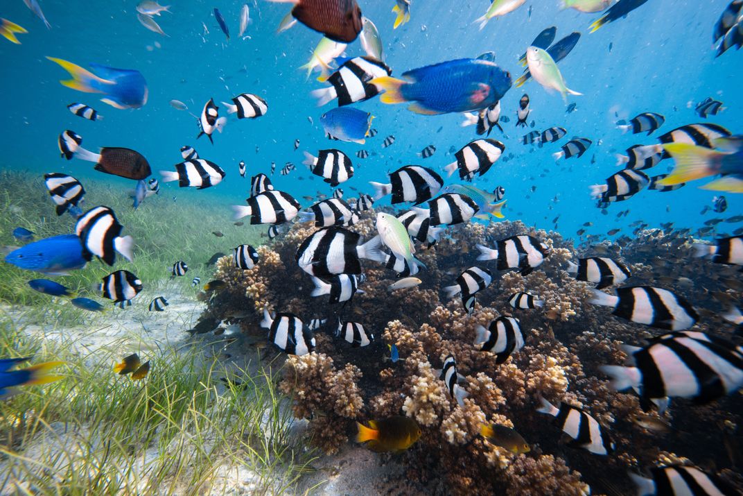 Tropical fish teem at a reef in the Coral Triangle.
