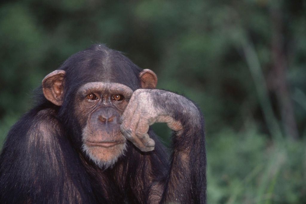 chimp