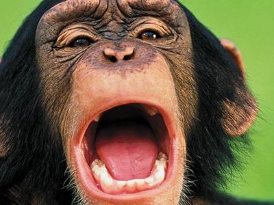 Chimpanzee Yawning
