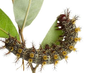 Buck moth caterpillars are the bane of the New Orleans spring. 